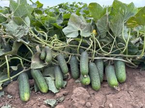 Огірок Концерт F1