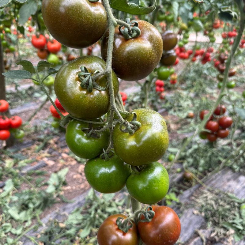 Томат Порцелян F1