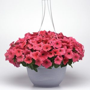 Петунія Ізі Вейв F1 Корал