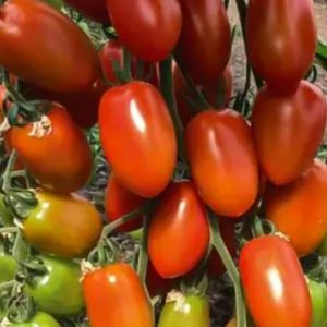 Томат Корбін F1