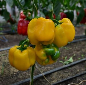 Перець Еспартано F1