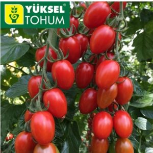 Томат Пекбол F1