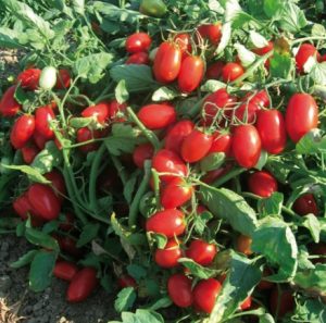 Томат Брісколіно F1