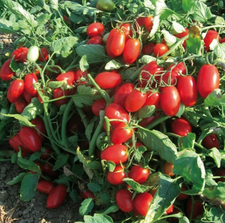 Томат Брісколіно F1 Томат Брісколіно F1