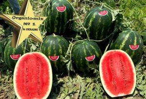 Кавун Леджио F1