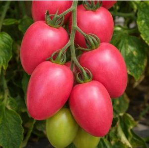 Томат Еліпсо Пінк F1