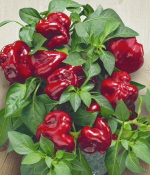 Перець Солодкий кімнатний червоний