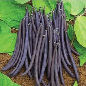 Квасоля спаржева Парпл Тіпі