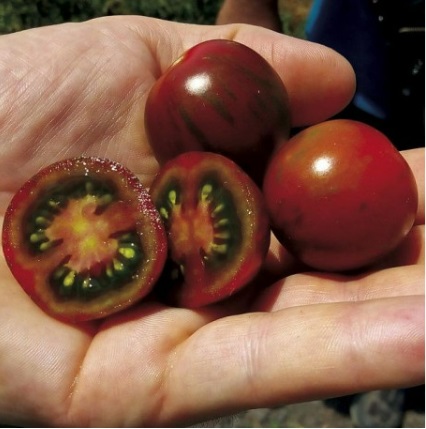 Томат Аріка F1