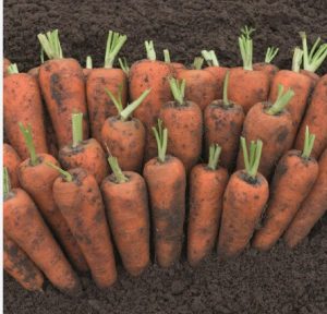 Морква Кентон F1