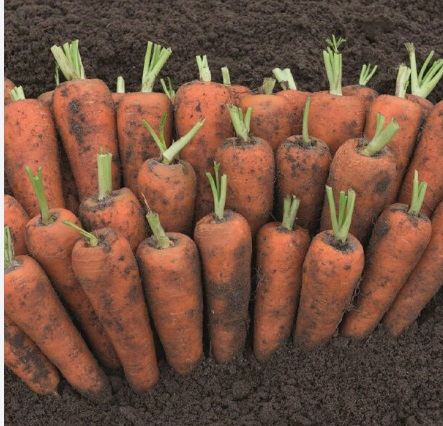 Морква Кентон F1 Морква Кентон F1