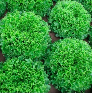 Салат Канкан Фрізе