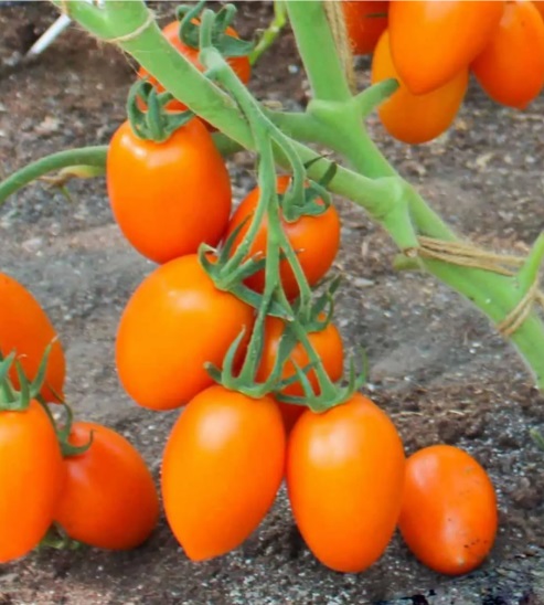 Томат Луіза F1