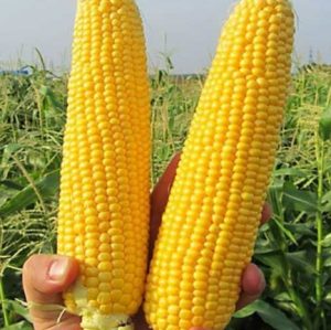 Кукурудза Шайнрок F1