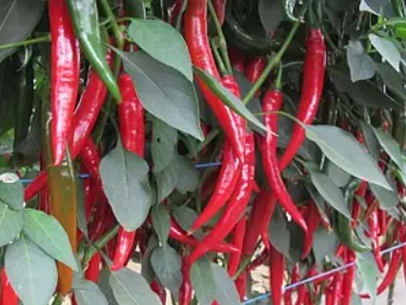 Перець гострий Сахем F1