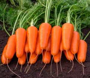 Морква Кумбре F1