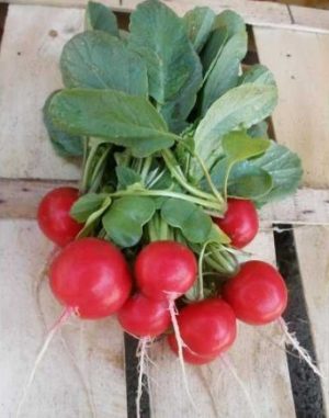 Редис Розетта F1