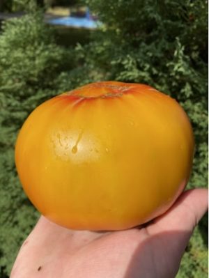 Томат Хейзел Мей