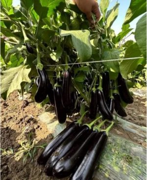 Баклажан Карадаг F1