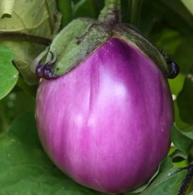 Баклажан Беата F1