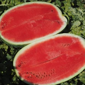 Кавун Аміна F1