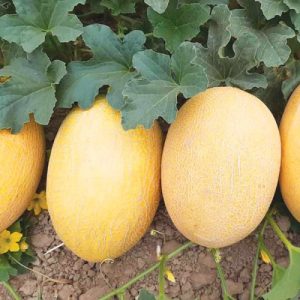 Диня Дакаро F1