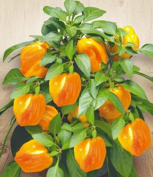 Перець Солодкий Кімнатний жовтий