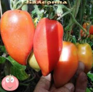 Томат Балерина