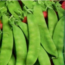 Горох Карубі спаржевий