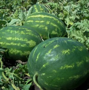 Кавун Атаман F1