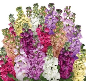 Матіола Колумн Мікс