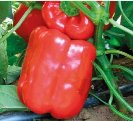 Перець Геракл Перець Геракл