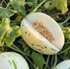 Диня Діно Тайп F1