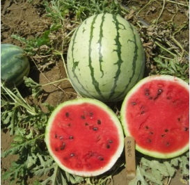 Кавун Анжеліна F1