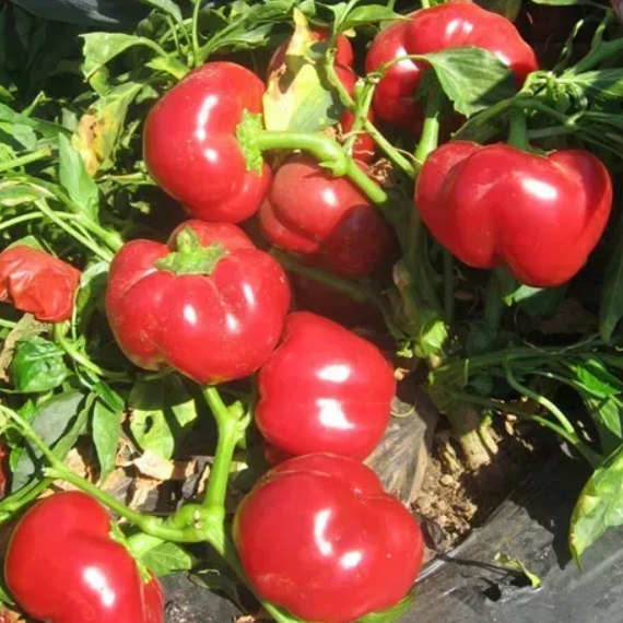 Перець Калабрезе F1