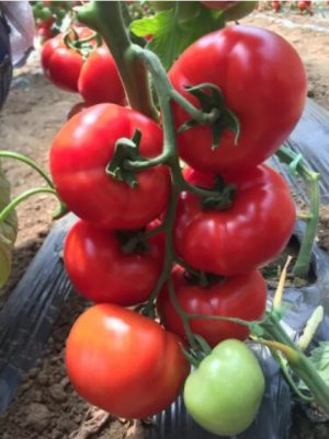 Томат Клад F1