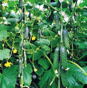 Огірок Спіно F1