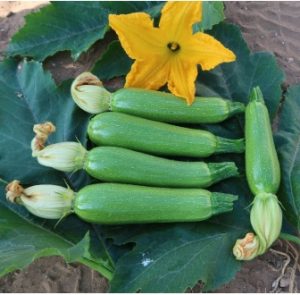 Кабачок Джуліан F1