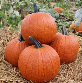 Гарбуз Гладіатор F1