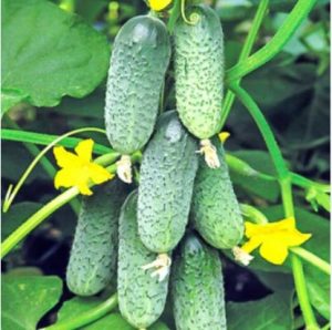 Огірок Пучковий десант F1