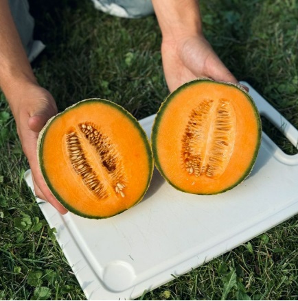 Диня Талісман F1