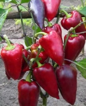 Перець Лайлак Бел