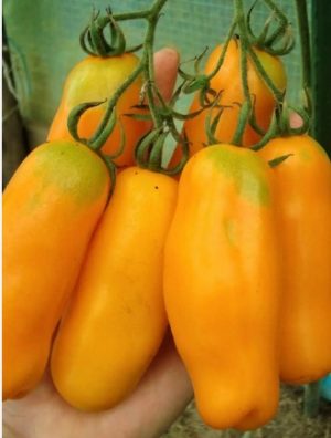 Томат Забава жовтий F1