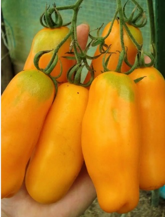 Томат Забава жовтий F1