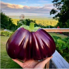Баклажан Імперіал