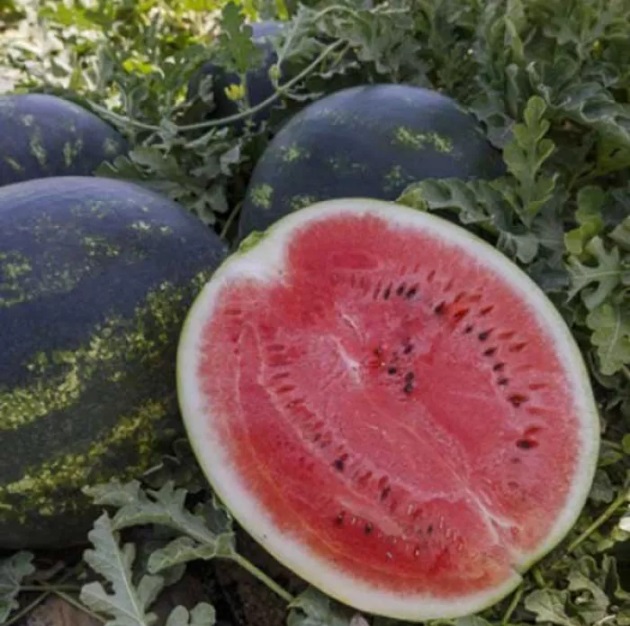 Кавун Лузітана F1