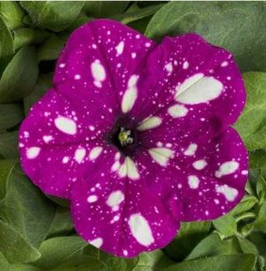 Петунія Дот Стар Дарк F1