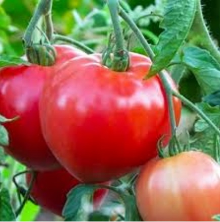 Томат Севрюга Томат Севрюга