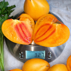 Томат Барселона F1