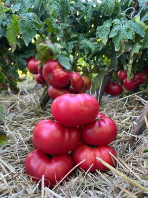 Томат Гном Укус Змії